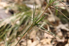 Dichanthelium acuminatum
