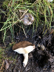 Lactarius turpis