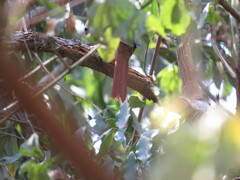 Syndactyla rufosuperciliata