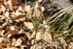 Dichanthelium acuminatum