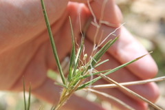 Dichanthelium acuminatum