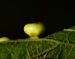 Pachypsylla celtidismamma