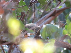 Syndactyla rufosuperciliata