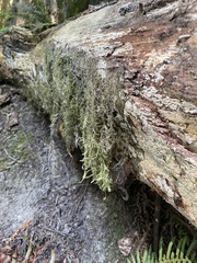 Pseudisothecium stoloniferum