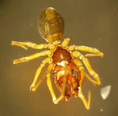 Erigone aletris