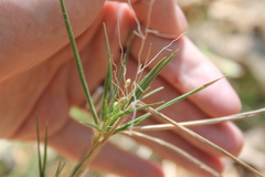 Dichanthelium acuminatum