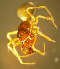 Erigone aletris