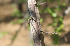 Dichanthelium acuminatum