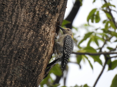 Melanerpes aurifrons