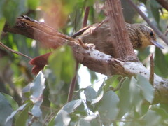 Syndactyla rufosuperciliata