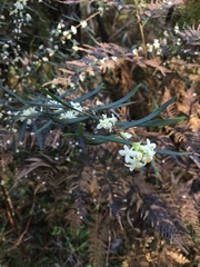Pimelea axiflora axiflora