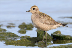 American Golden Plover photo 2