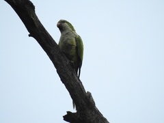 Myiopsitta monachus