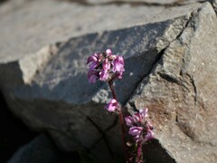 Pedicularis ornithorhynchos