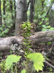 Parasenecio praetermissus