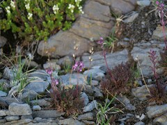 Pedicularis ornithorhynchos