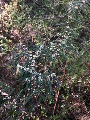 Pimelea axiflora axiflora