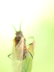 Hyperomyzus