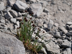 Juncus mertensianus
