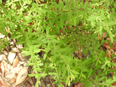 Hypericum hypericoides