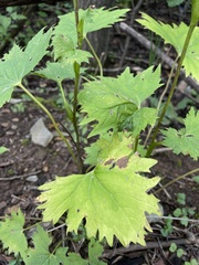 Parasenecio praetermissus