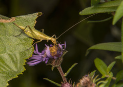 Oecanthus nigricornis