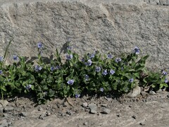Veronica wormskjoldii