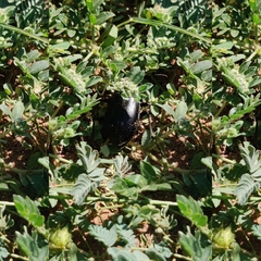 Phyllophaga cribrosa