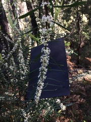 Pimelea axiflora axiflora