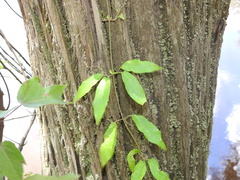 Bignonia