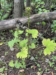 Parasenecio praetermissus