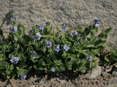 Veronica wormskjoldii