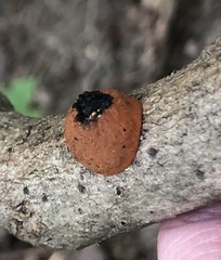 Hypoxylon fragiforme