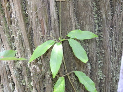 Bignonia