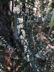 Pimelea axiflora axiflora