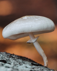 Oudemansiella mucida