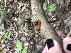 Hypoxylon fragiforme