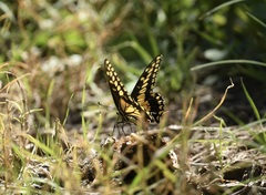 Papilio polyxenes rudkini