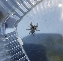 Platycryptus undatus