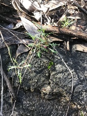 Lithotoma axillaris