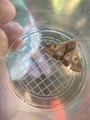 Heliothis phloxiphaga