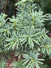 Taxus baccata