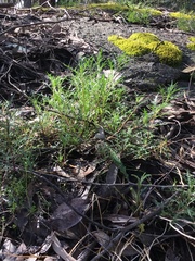 Lithotoma axillaris