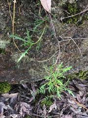 Lithotoma axillaris