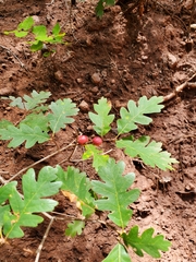 Quercus gambelii