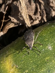 Anasa
