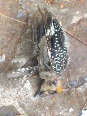 Melanerpes chrysogenys