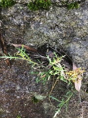 Lithotoma axillaris