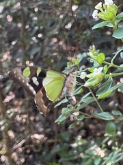 Graphium macleayanus