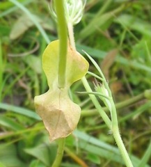 Blackstonia acuminata